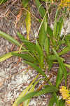 Longleaf sunflower